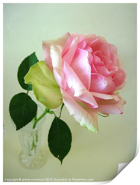 Pink Rose Print by james richmond