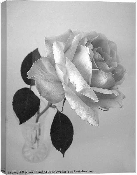 Rose in Monochrome Canvas Print by james richmond
