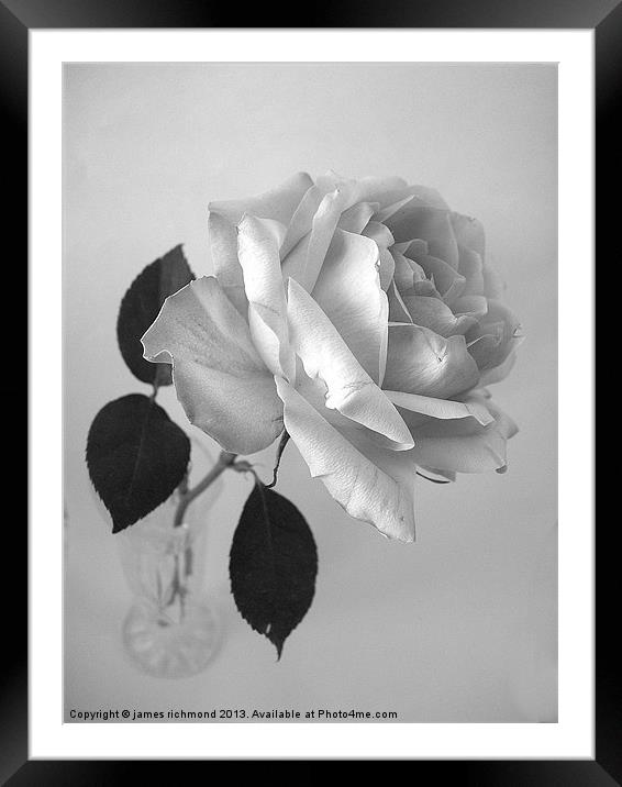Rose in Monochrome Framed Mounted Print by james richmond
