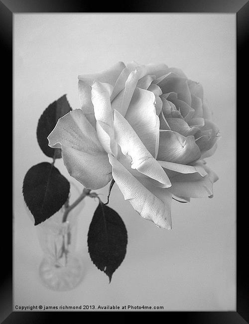 Rose in Monochrome Framed Print by james richmond
