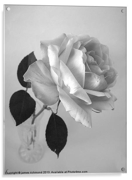 Rose in Monochrome Acrylic by james richmond