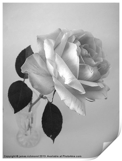 Rose in Monochrome Print by james richmond