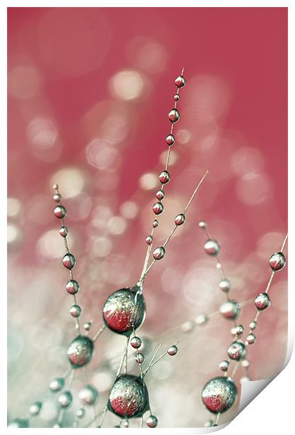 Cactus Sparkles in Pink Print by Sharon Johnstone