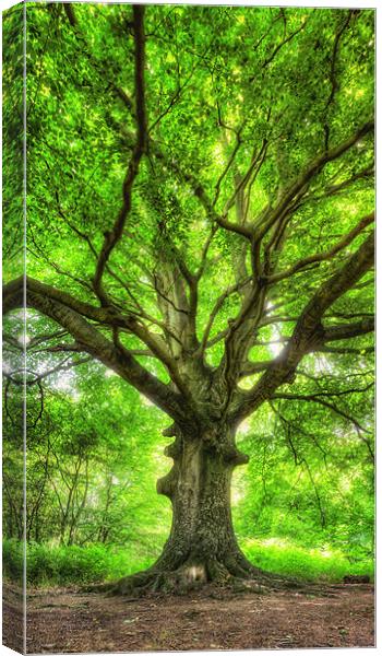 Tree of Life Canvas Print by Michael Baldwin