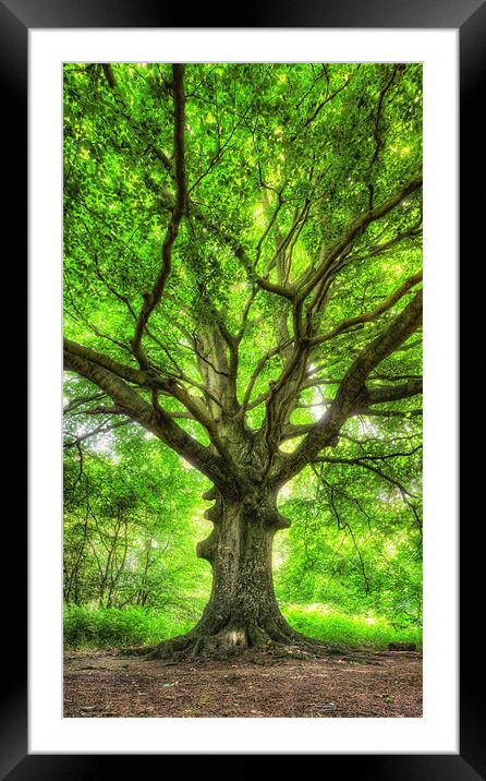 Tree of Life Framed Mounted Print by Michael Baldwin