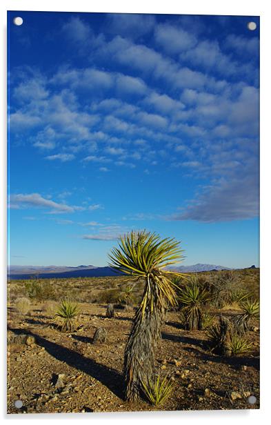Desert scenery, Nevada Acrylic by Claudio Del Luongo