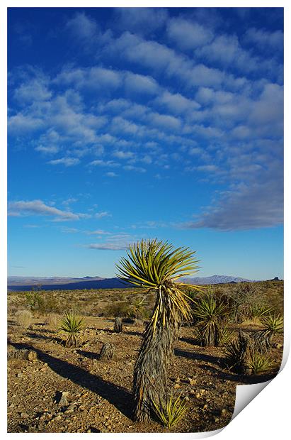Desert scenery, Nevada Print by Claudio Del Luongo