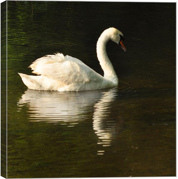 Swan Return Canvas Print by Matthew Laming