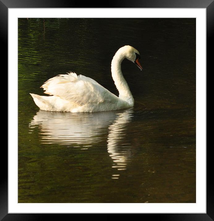 Swan Return Framed Mounted Print by Matthew Laming