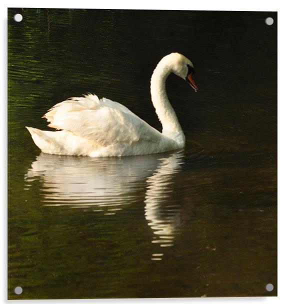 Swan Return Acrylic by Matthew Laming