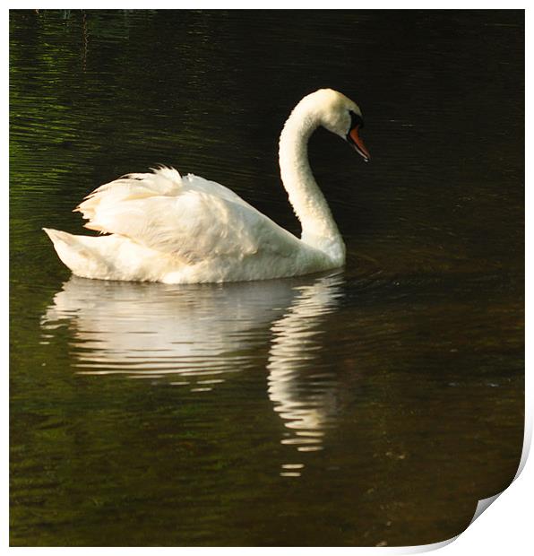 Swan Return Print by Matthew Laming