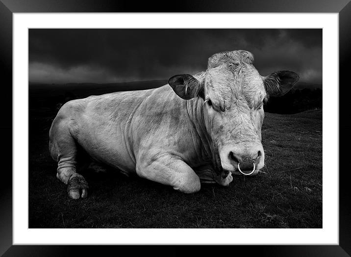 A bull called Emo Framed Mounted Print by Robert Fielding