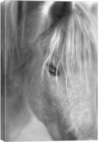 wisper the horse Canvas Print by Robert Fielding