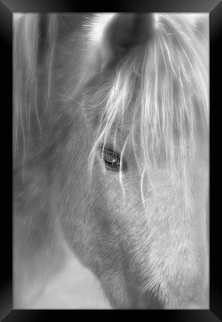wisper the horse Framed Print by Robert Fielding