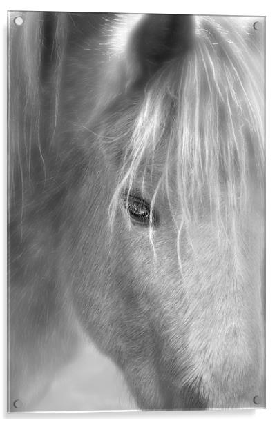 wisper the horse Acrylic by Robert Fielding