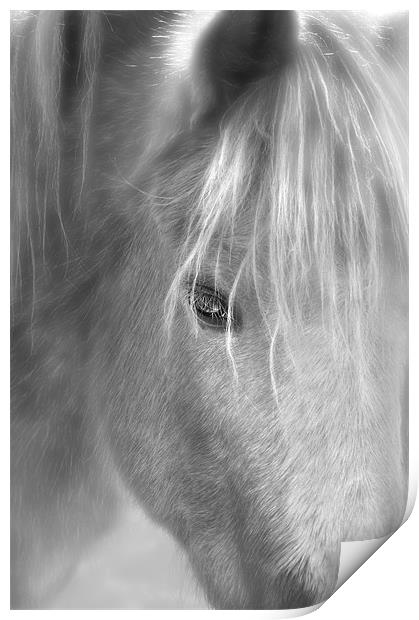 wisper the horse Print by Robert Fielding