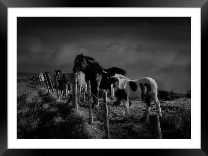 Moorland horses Framed Mounted Print by Robert Fielding