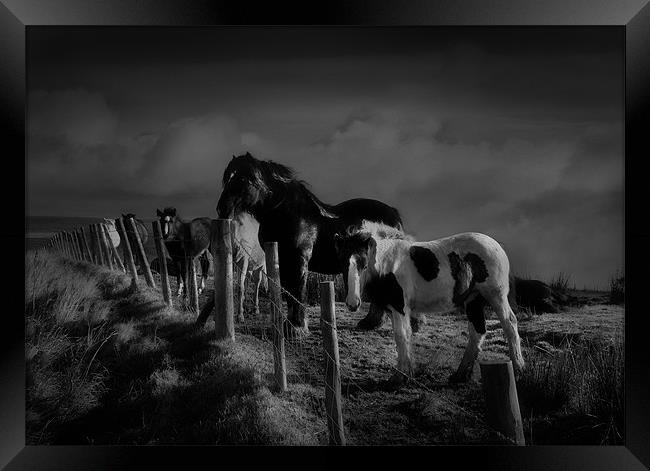 Moorland horses Framed Print by Robert Fielding