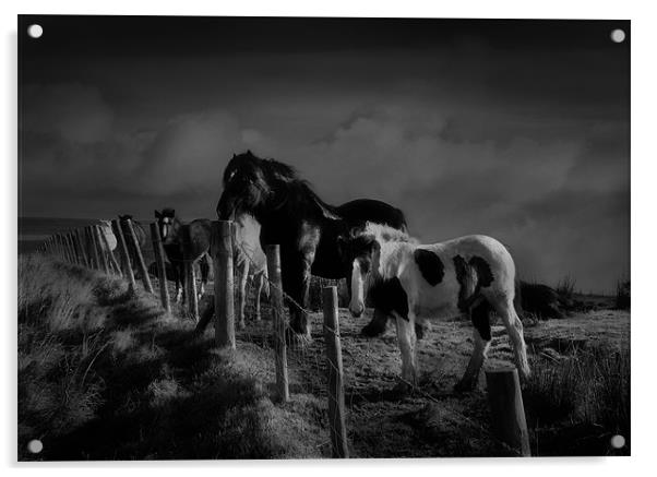 Moorland horses Acrylic by Robert Fielding