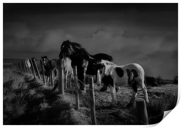 Moorland horses Print by Robert Fielding