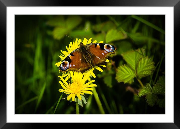 Peacock Butterfly Framed Mounted Print by Mark Llewellyn
