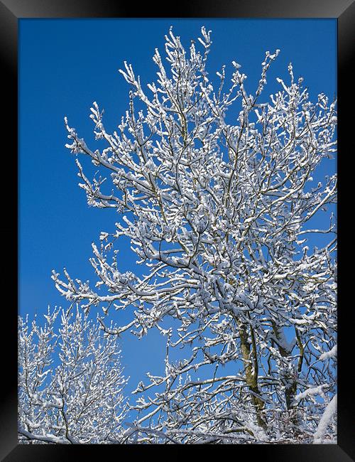 Snow Tree Framed Print by Mark Llewellyn