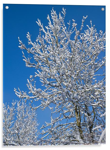Snow Tree Acrylic by Mark Llewellyn