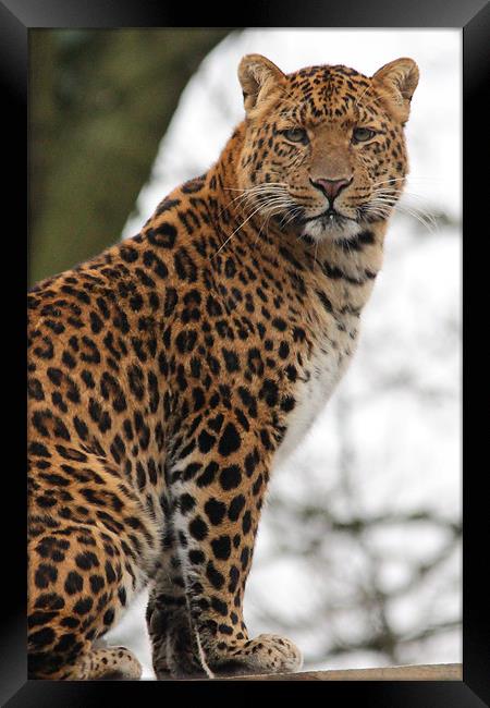 North Chinese Leopard Framed Print by Selena Chambers