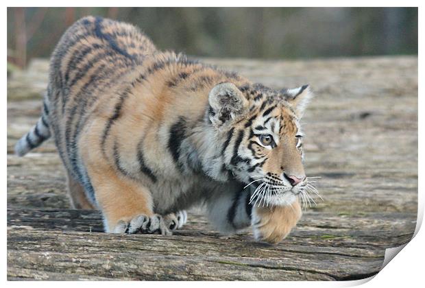 Amur Tiger Cub Stalking Print by Selena Chambers