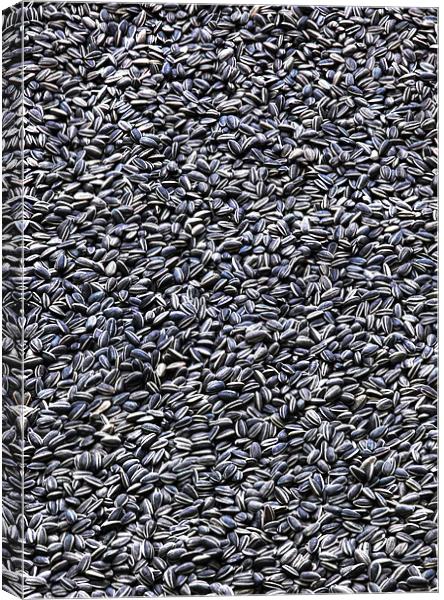 Lots and lots of Sunflower Seeds Canvas Print by Mike Gorton
