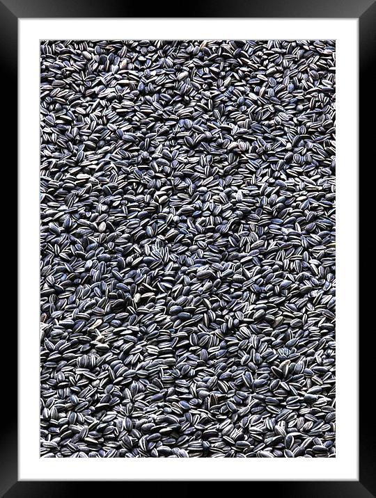 Lots and lots of Sunflower Seeds Framed Mounted Print by Mike Gorton