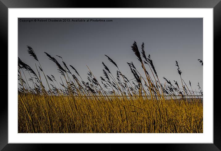 Humber through the reeds Framed Mounted Print by Robert Chadwick