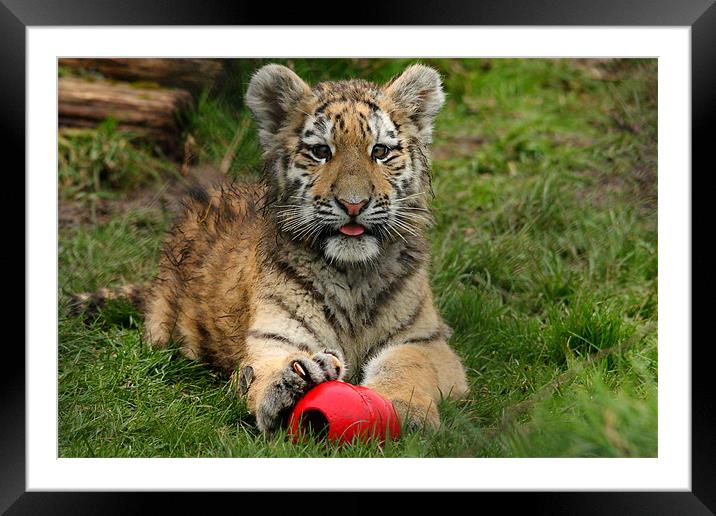 Amur Tiger Cub Playing Framed Mounted Print by Selena Chambers