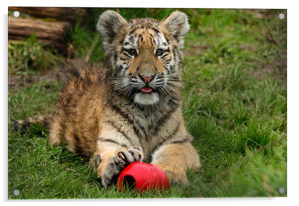 Amur Tiger Cub Playing Acrylic by Selena Chambers