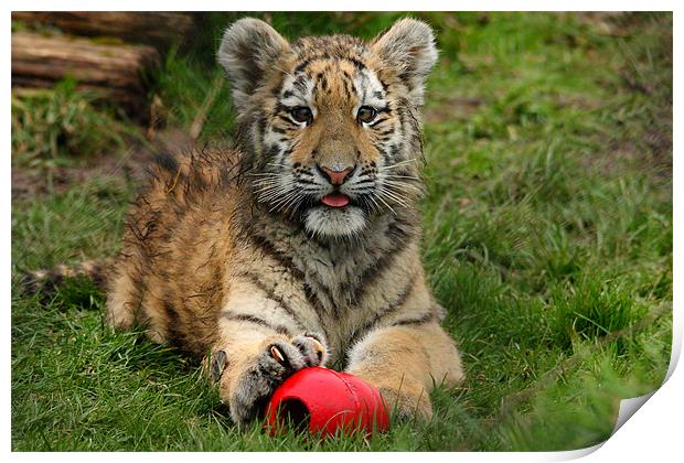 Amur Tiger Cub Playing Print by Selena Chambers