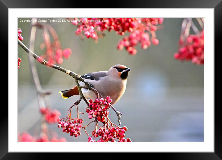 Waxwing Framed Mounted Print by Vanna Taylor