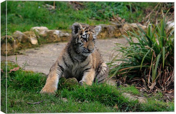 Amur Tiger Cub Canvas Print by Selena Chambers