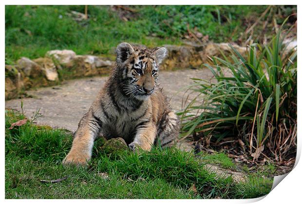 Amur Tiger Cub Print by Selena Chambers