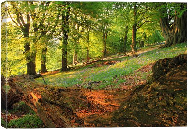 bluebells woodland black mountains brecon beacons Canvas Print by simon powell