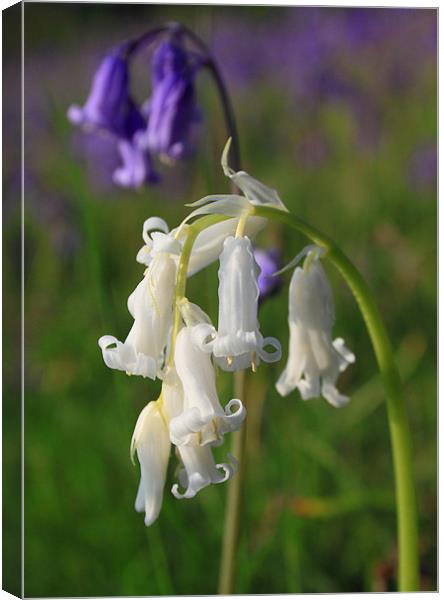 bluebells rare white in the black mountains brecon Canvas Print by simon powell