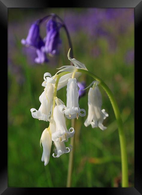 bluebells rare white in the black mountains brecon Framed Print by simon powell