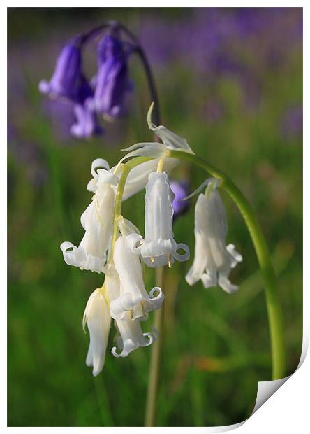 bluebells rare white in the black mountains brecon Print by simon powell