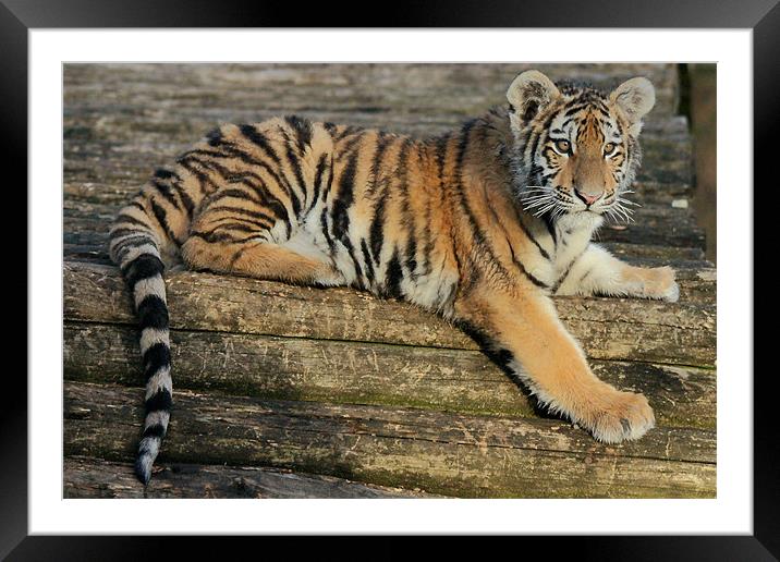 Amur Tiger Cub Framed Mounted Print by Selena Chambers