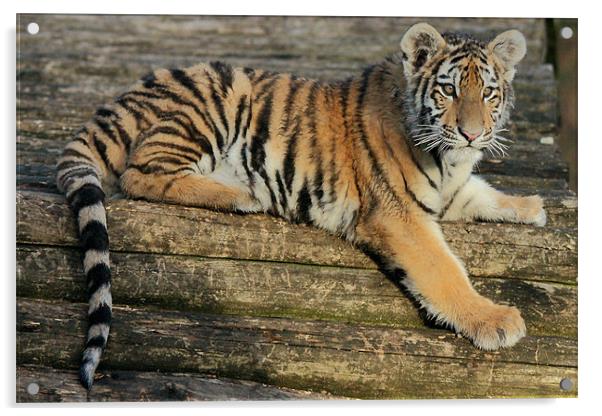 Amur Tiger Cub Acrylic by Selena Chambers