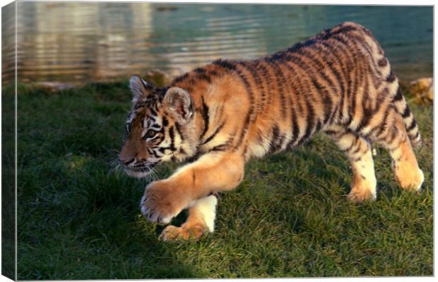 Amur Tiger Cub Stalking Canvas Print by Selena Chambers