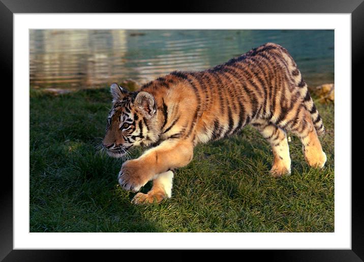 Amur Tiger Cub Stalking Framed Mounted Print by Selena Chambers