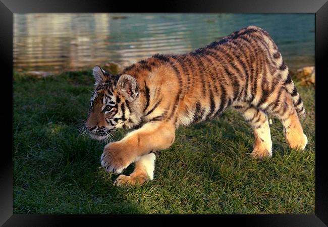 Amur Tiger Cub Stalking Framed Print by Selena Chambers