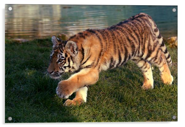 Amur Tiger Cub Stalking Acrylic by Selena Chambers