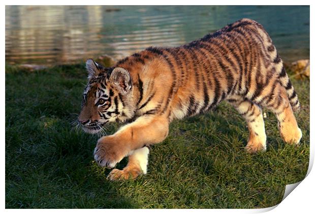 Amur Tiger Cub Stalking Print by Selena Chambers