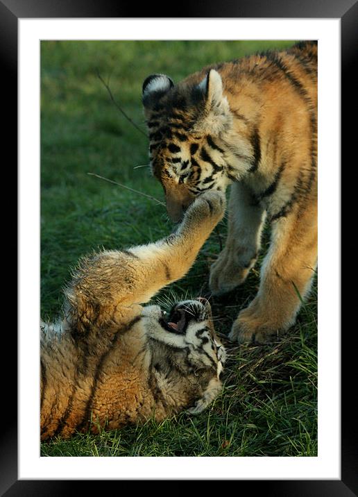Amur Tiger Cubs Fighting Framed Mounted Print by Selena Chambers